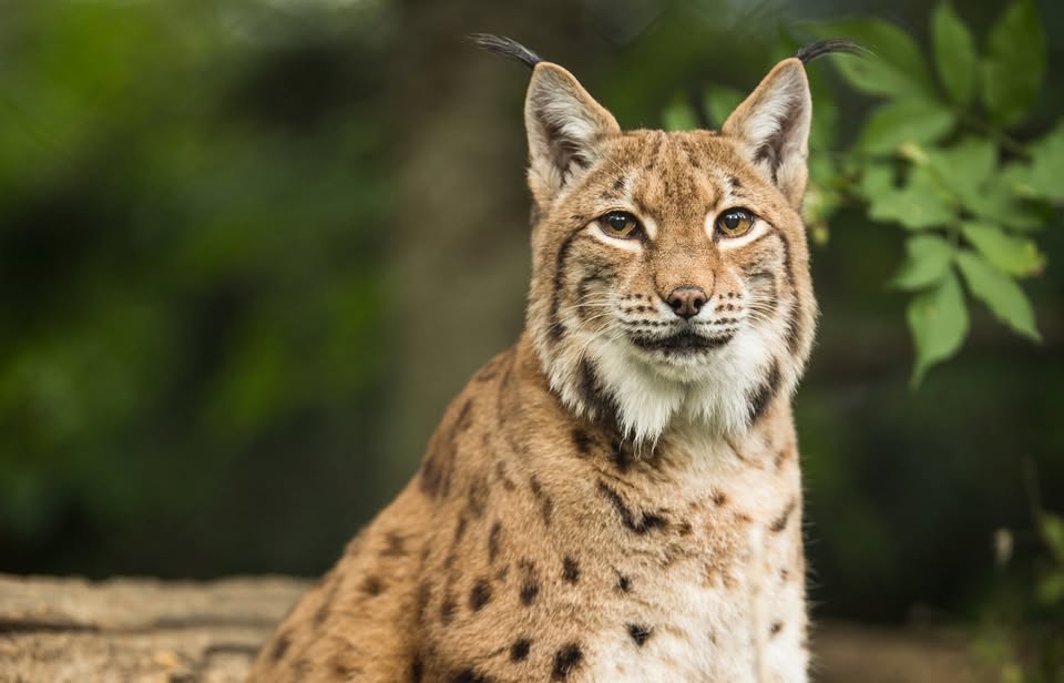 Eurasian Lynx (Lynx lynx)